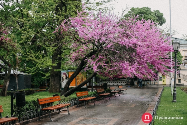 Место для селфи: в одесском Горсаду зацвело иудино дерево. Фото