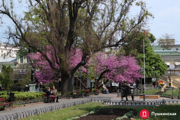 Место для селфи: в одесском Горсаду зацвело иудино дерево. Фото