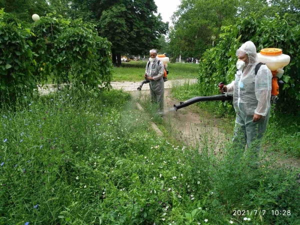 В Одессе на месяц раньше начали борьбу с амброзией. Фото