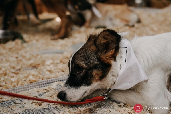 Home Me Fest: как в Одессе проходит самый добрый фестиваль для животных из приютов. Фоторепортаж