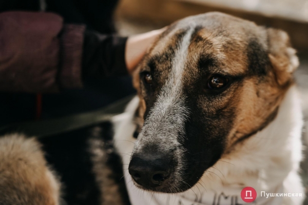 Home Me Fest: как в Одессе проходит самый добрый фестиваль для животных из приютов. Фоторепортаж