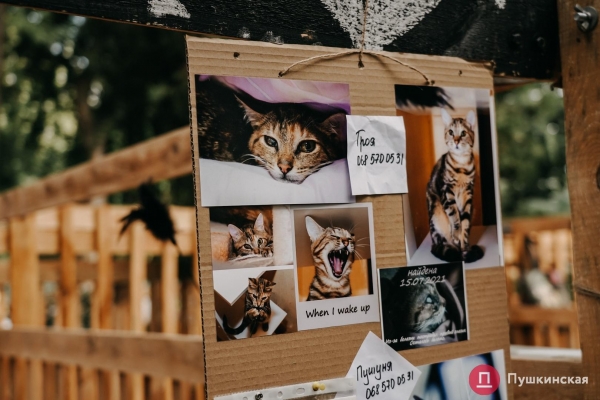 Home Me Fest: как в Одессе проходит самый добрый фестиваль для животных из приютов. Фоторепортаж