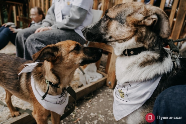 Home Me Fest: как в Одессе проходит самый добрый фестиваль для животных из приютов. Фоторепортаж