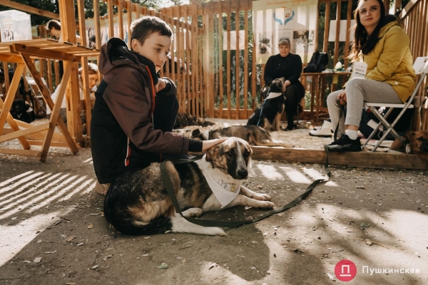 Home Me Fest: как в Одессе проходит самый добрый фестиваль для животных из приютов. Фоторепортаж