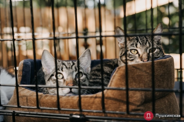 Home Me Fest: как в Одессе проходит самый добрый фестиваль для животных из приютов. Фоторепортаж