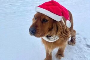 Собаки-таможенники поздравили одесситов с Новым годом