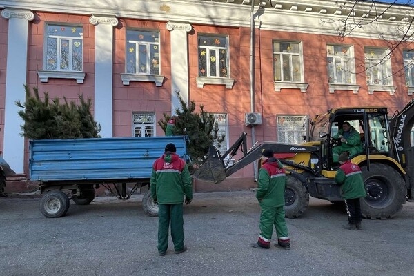 На улицах Одессы высаживают сосны