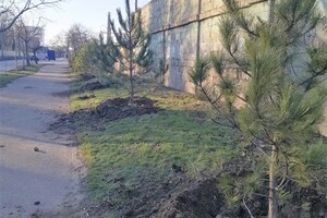 На улицах Одессы высаживают сосны