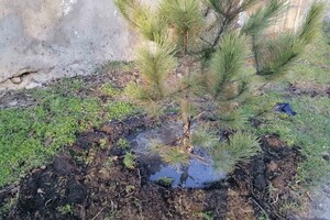 На улицах Одессы высаживают сосны