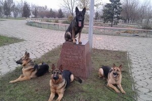 Собаки-таможенники поздравили одесситов с Новым годом