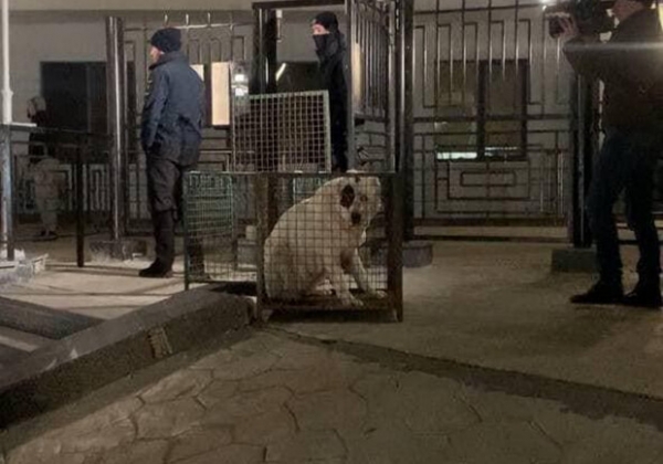 Хозяина алабаев, которые напали на одесситов, нашли: ему вернули собак 