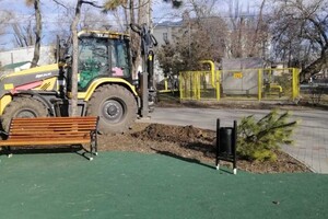 На улицах Одессы высаживают сосны