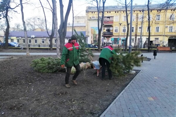 На улицах Одессы высаживают сосны