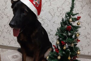 Собаки-таможенники поздравили одесситов с Новым годом