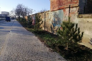 На улицах Одессы высаживают сосны