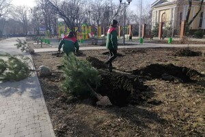На улицах Одессы высаживают сосны