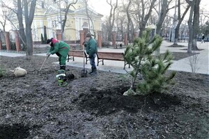На улицах Одессы высаживают сосны