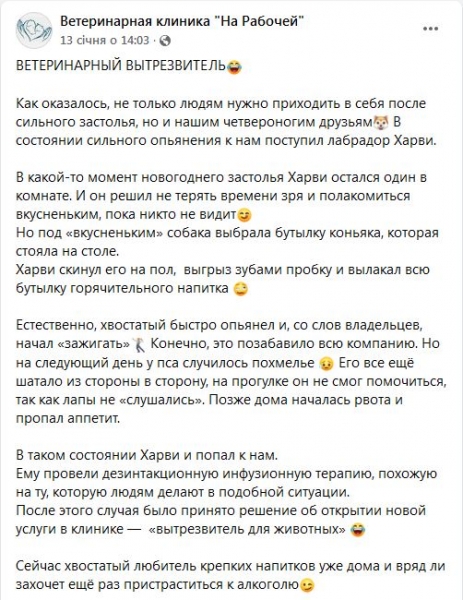 Перебрав: у Дніпрі ветеринарам довелося рятувати лабрадора, який вилакав пляшку коньяку