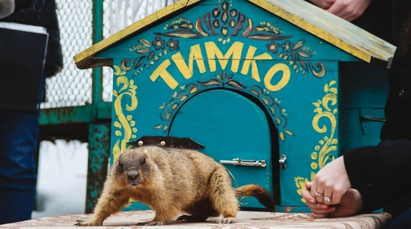 2 лютого у світі відзначають День бабака: історія та традиції свята