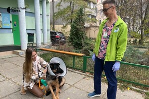 В Одессе лечат овчарку, раненную во время обстрела Херсонской области