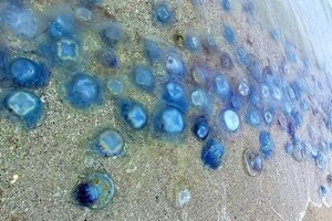 На побережье в Одесской области выбросило миллионы медуз-корнеротов