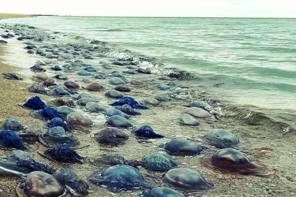 На побережье в Одесской области выбросило миллионы медуз-корнеротов