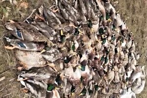 Экологическая катастрофа: в Одесской области из-за ядохимикатов погибли тысячи диких птиц и животных