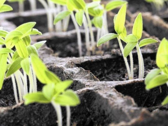 Змішайте насіння з сухим кварцовим піском: прості поради, завдяки яким розсада точно зійде