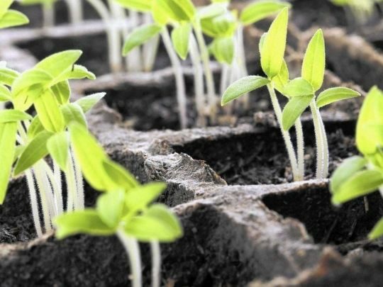 Змішайте насіння з&nbsp;сухим кварцовим піском: прості поради, завдяки яким розсада точно зійде