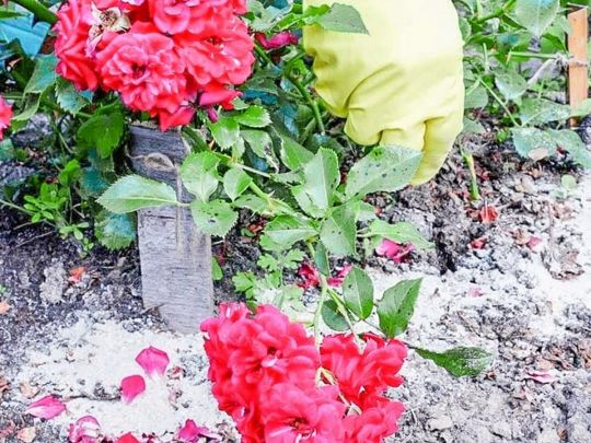 «Підгортаємо на висоту до 25−30 сантиметрів»: як правильно доглядати за трояндами восени