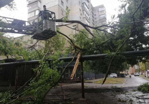 Непогода в Одессе повалила деревья: коммунальщики ликвидируют последствия (фото)