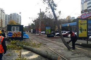 Непогода в Одессе повалила деревья: коммунальщики ликвидируют последствия (фото)