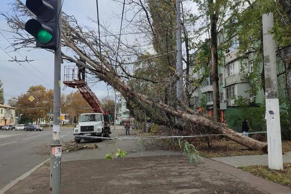 Непогода в Одессе повалила деревья: коммунальщики ликвидируют последствия (фото)