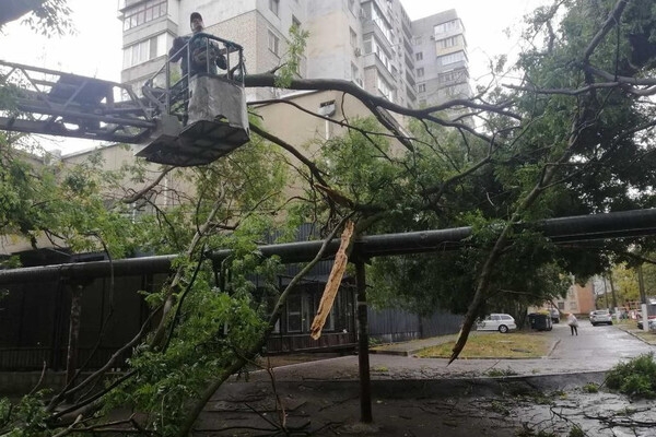 Непогода в Одессе повалила деревья: коммунальщики ликвидируют последствия (фото)