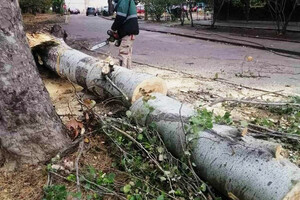 Непогода в Одессе повалила деревья: коммунальщики ликвидируют последствия (фото)