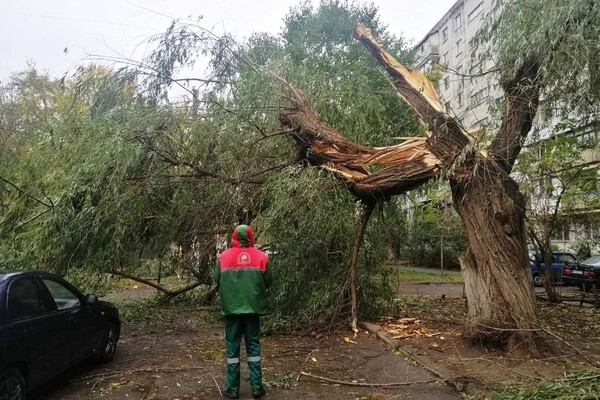 Непогода в Одессе повалила деревья: коммунальщики ликвидируют последствия (фото)