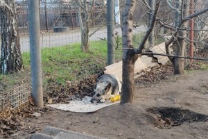 Брала животных на передержку и доводила до смерти: в Одессе разыскивают живодерку