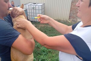 В Одесской области бесплатно вакцинируют животных от бешенства: куда обращаться