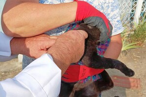 В Одесской области бесплатно вакцинируют животных от бешенства: куда обращаться