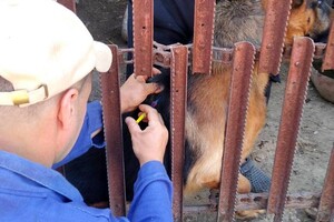 В Одесской области бесплатно вакцинируют животных от бешенства: куда обращаться