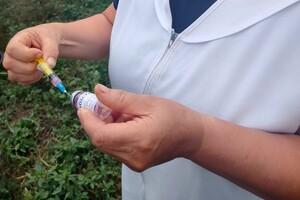 В Одесской области бесплатно вакцинируют животных от бешенства: куда обращаться
