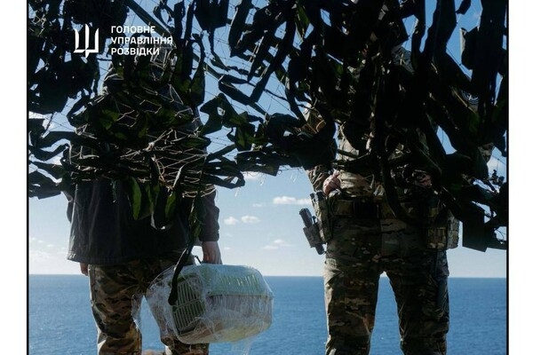 С острова Змеиный эвакуировали котов