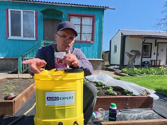 Після холодів почав жовтіти часник: аграрій з Київщини дав пораду, як зробити його знову зеленим