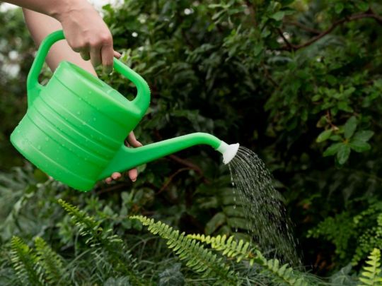 Полив рослин водою після миття фруктів і овочів: чи варто це робити