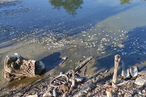 Замор рыбы и смрад в водоеме в Одесской области: что показали анализы Замор рыбы и смрад в водоеме в Одесской области: что показали анализы