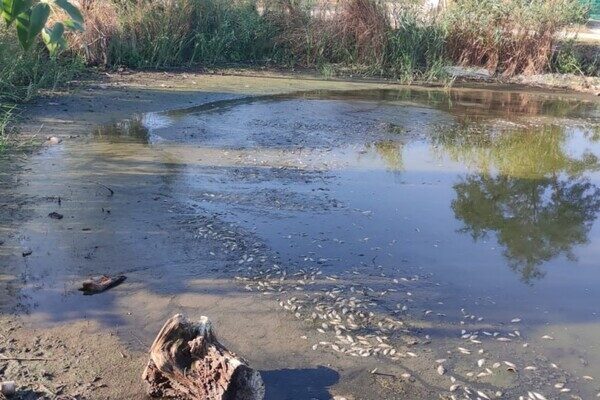 Замор рыбы и смрад в водоеме в Одесской области: что показали анализы Замор рыбы и смрад в водоеме в Одесской области: что показали анализы