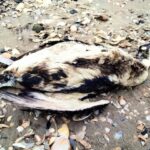 На Одесчине в Тузловских лиманах снова нашли мертвых птиц в мазуте