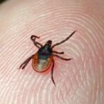 Не очевидно, але дієво: лайфхаки, які захистять від укусів кліщів