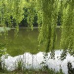 В Україну місцями нагрянуть сильні зливи, але стане тепліше: що кажуть синоптики про погоду на тижні 18 — 24 травня